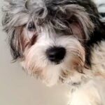 4 MONTHS OLD HAVANESE PUPPY- MICROCHIPPED AND VACCINATED