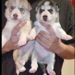 Blue Eyes Pure Siberian Husky Puppies