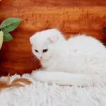 6000dhs snow-white scottish fold short hair