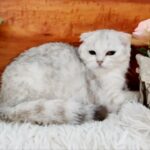 6000dhs silver scottish fold 0555202253