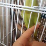 INR parrot