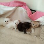 cutest Persian kittens