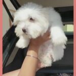 maltese puppies 0566481640