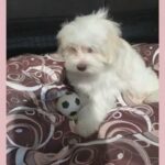 maltese puppies with passport and vaccination