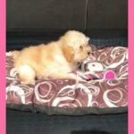toy poodle with passport and vaccination contact 0566481640 for more details