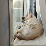 White Snow Bengal for Mating