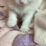 persian kitten female