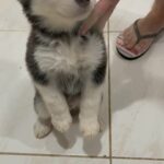 Siberian husky both male and female available