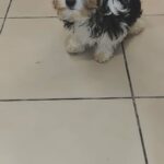 4 MONTHS OLD HAVANESE PUPPY AVAILABLE