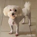 Pure Maltese Male, 2 Years old