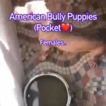 American Bully (pocket) Females