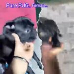 Pure Pug Female