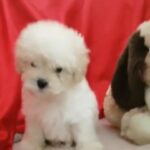 TOY POODLE  PUPPY MALE