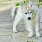 Siberian Husky male puppies