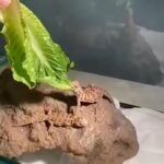 Tamed Uyromastyx Lizard baby