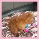 imported poodle male n female
