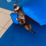 bengal kittens pure very playful ready to go for new family
