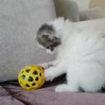 Female Persian Bicolor lilac kitten