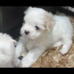 HAVANESE MALE PUPPY FOR SALE