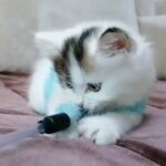 Persian Bicolor male kitten