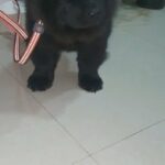 chow chow puppy female