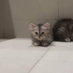 angora kitten