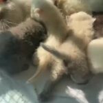 6 Birman kittens with mother