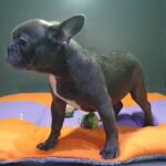 Male French Blue Bulldog