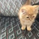 قطط للبيع kittens for sale