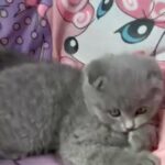 playful scottish fold