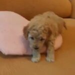 TEACUP TOY POODLE