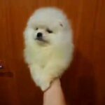 TEACUP POMERANIAN IMPORTED