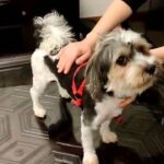 HAVANESE DOG AVAILABLE - MICROCHIPPED AND VACCINATED