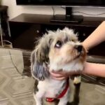 VACCINATED HAVANESE DOG AVAILABLE