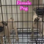 Pug female import