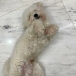 male maltese for mating