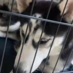 Two Pure Siberian Huskies at the price of one!