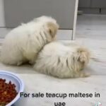 teacup maltese