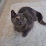 british short hair female kitten
