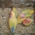Lovebird chicks