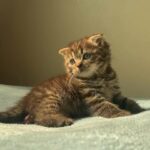 Scottish fold kitten