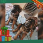 German shepherd puppies