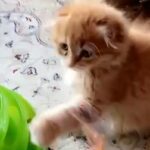 Scottish fold Maleسكوتش فولد ذكر٥٥ يوم