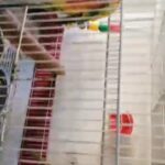 Sun conure chick available