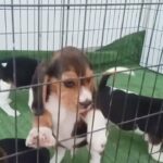 [SOLD] Pure beagle puppies