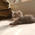 [SOLD] Silver Tabby British Short Hair