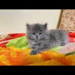 [SOLD] Persian / Shirazi Male kitty. 65 days old