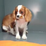 Cavalier King Charles