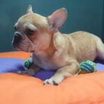 Male French Fawn Bulldog