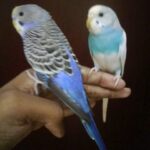 hand tamed budgies